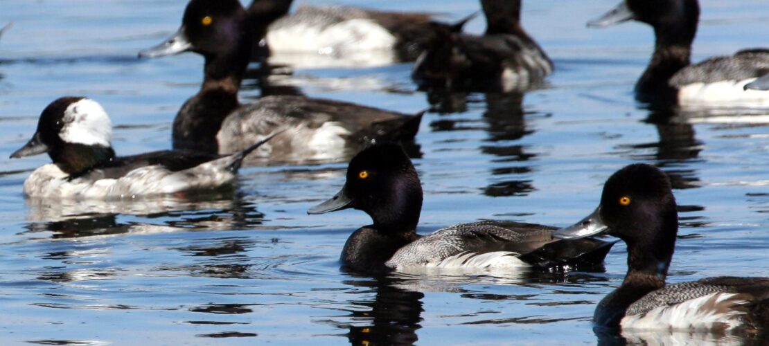 Bufflehead and Greater Scaup Birds